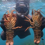 prácrticas del curso de buzo o buceador recolector de recursos marinos. formacion alfer